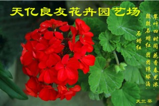 銀葉菊、醉蝶花與繁星花市場(chǎng)概覽及水果行業(yè)觀察
